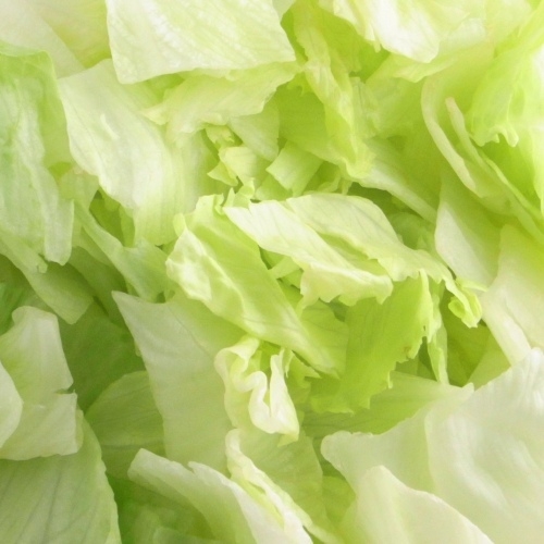 【冷野菜】　レタス　角切り