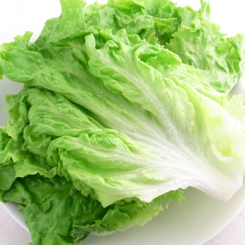【冷野菜】　グリーンリーフ　むしり　