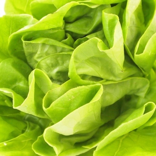 【マル野菜】　サラダ菜
